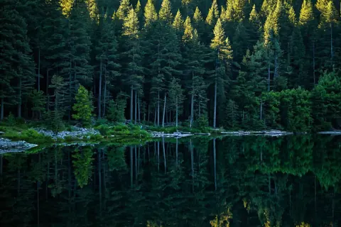 A serene forest lake with tall pine trees reflecting perfectly in calm water under golden sunlight.
