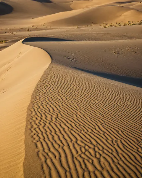 Golden sand dunes with wind-sculpted ripples and deep shadows in a desert landscape.